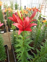 [5103 Paterno VH No01.JPG]